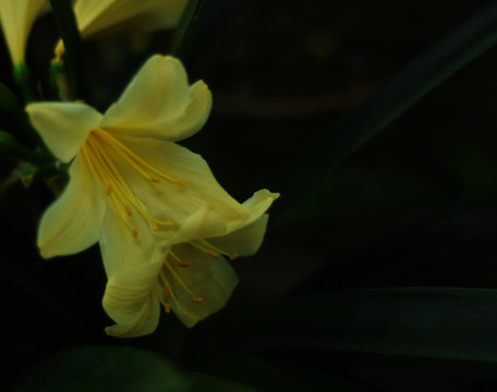 杜鵑花