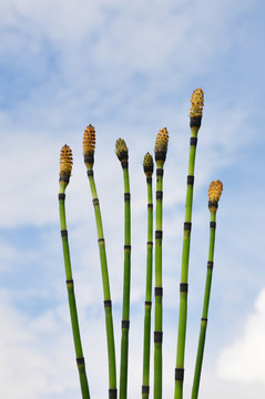 馬尾（木賊）