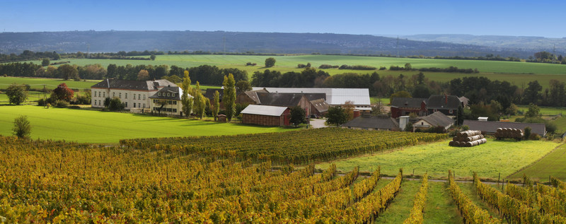 在秋天rheingau