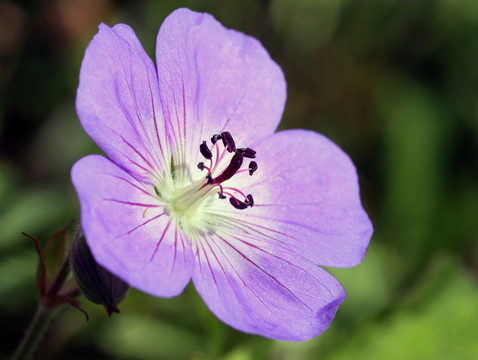 十月份的cranesbill