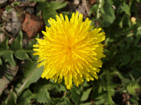 花園