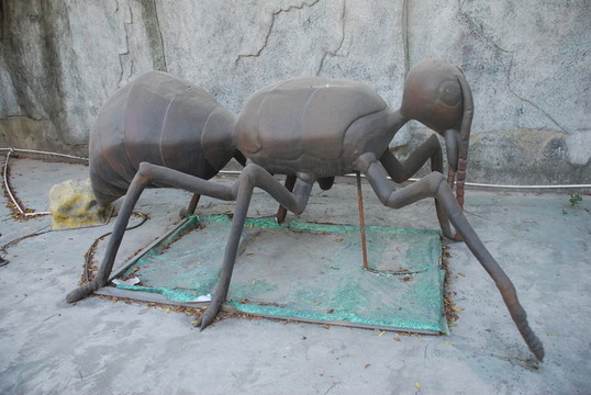 黑蟻