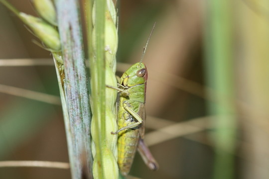 蚱蜢