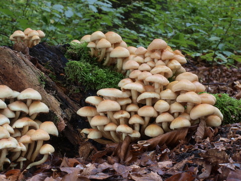 hypholoma fasciculare  -  hypholoma fasciculare