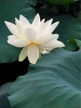 荷花荷葉