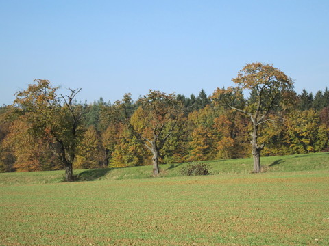 樹(shù)木落下