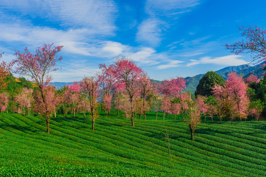 無量山櫻花谷