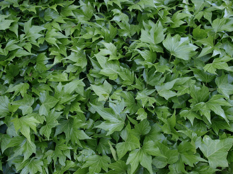 樹(shù)葉
