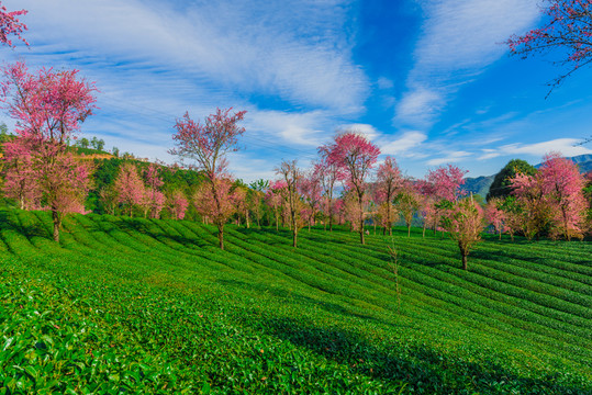 無量山櫻花谷