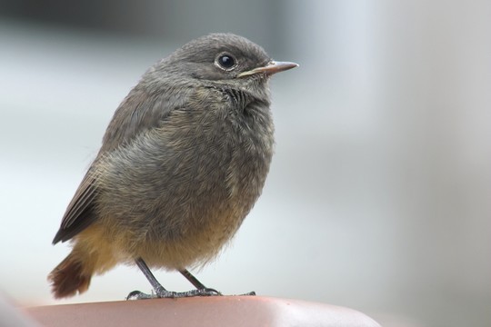 動(dòng)物