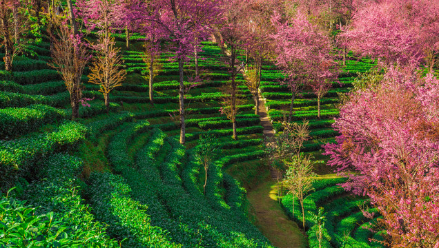 無量山櫻花谷