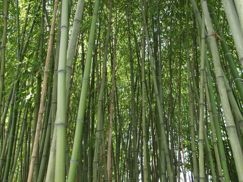 樹