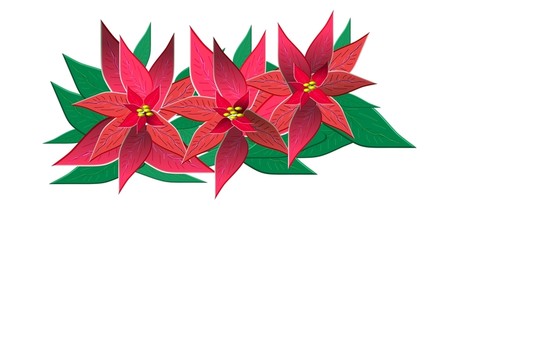 一品紅切圖形