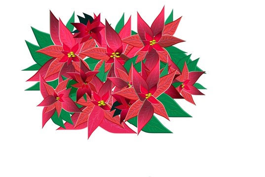一品紅切圖形