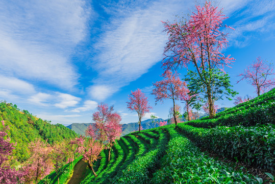 無量山櫻花谷