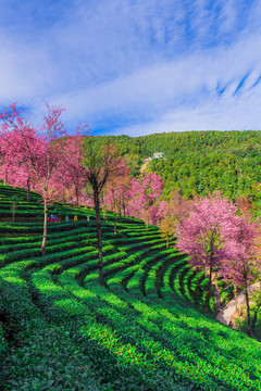 無量山櫻花谷
