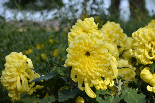 菊花