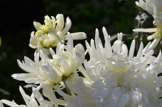 菊花