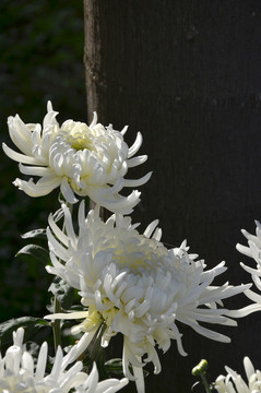 菊花