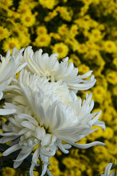 菊花