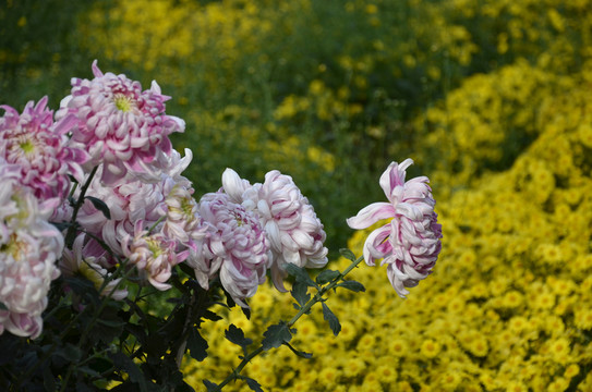 菊花