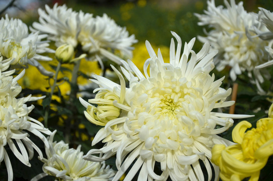 菊花