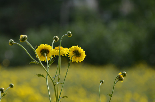 菊花
