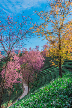 無量山櫻花谷