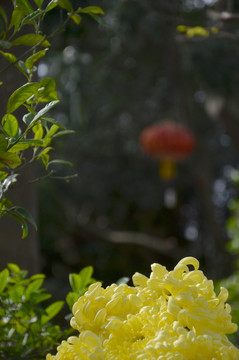 菊花