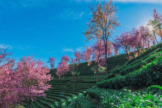 無量山櫻花谷