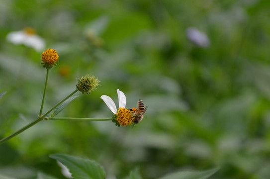 蜜蜂