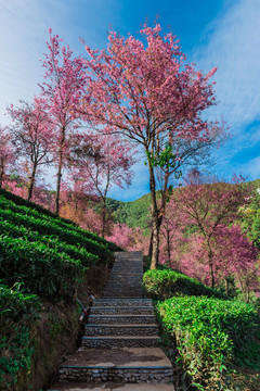 無量山櫻花谷