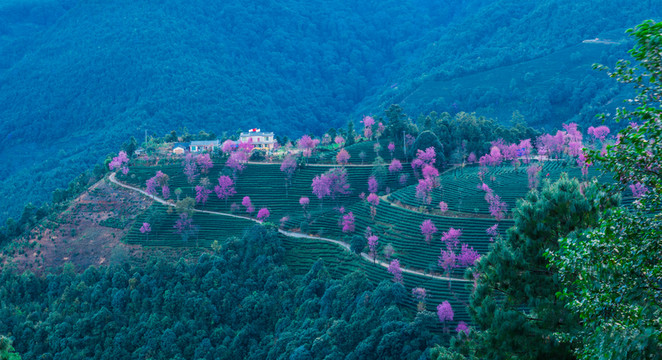 無量山櫻花谷