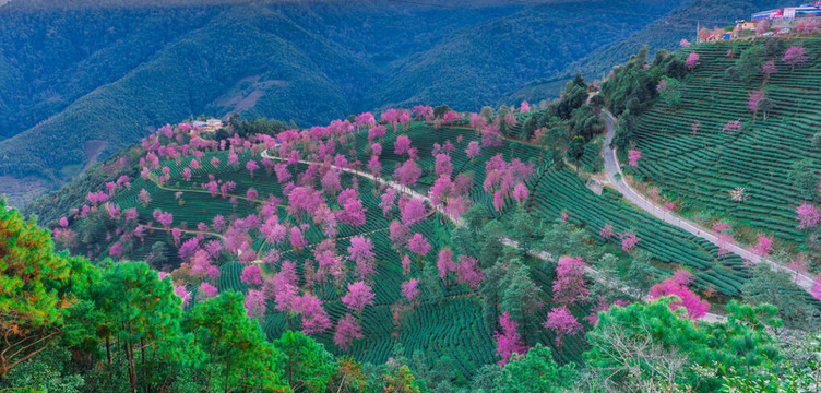 無量山櫻花谷