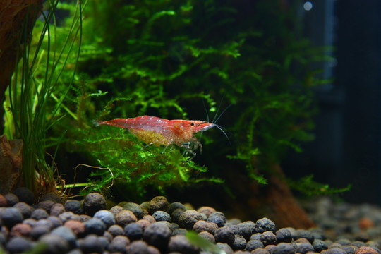 櫻花蝦