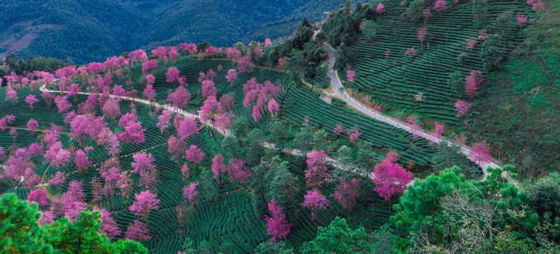 無量山櫻花谷