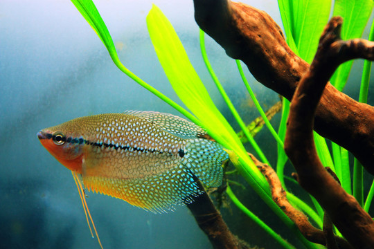 珍珠馬甲魚