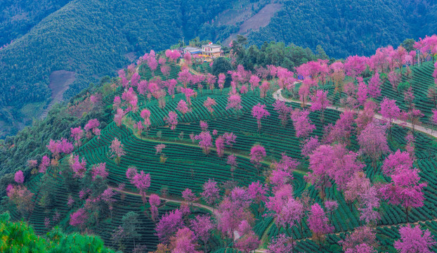 無量山櫻花谷
