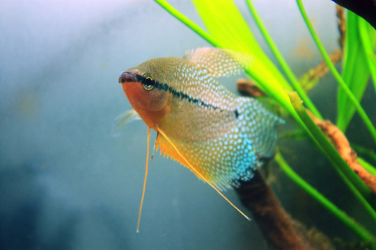 珍珠馬甲魚