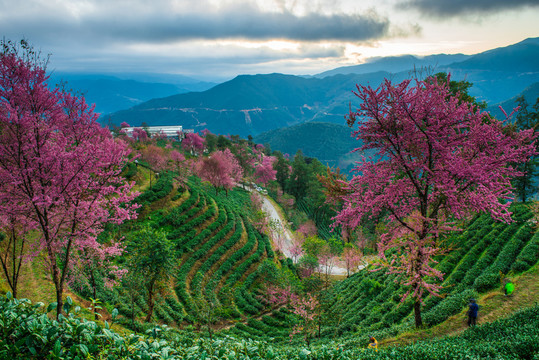 無量山櫻花谷