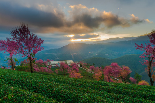 無(wú)量山櫻花谷日出
