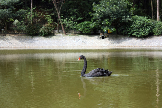 黑天鵝