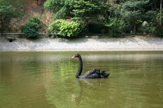 黑天鵝
