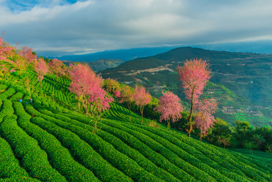 無量山櫻花谷