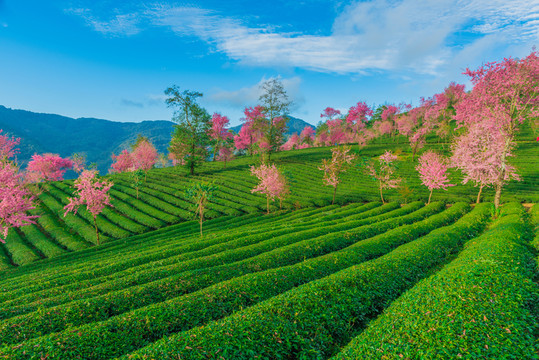 無(wú)量山櫻花谷