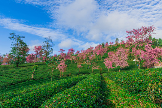 無量山櫻花谷
