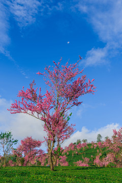 無(wú)量山櫻花谷