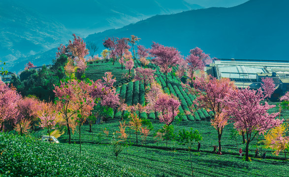 無量山櫻花谷
