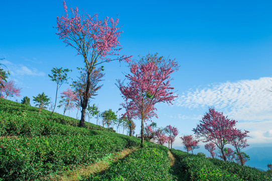 無量山櫻花谷