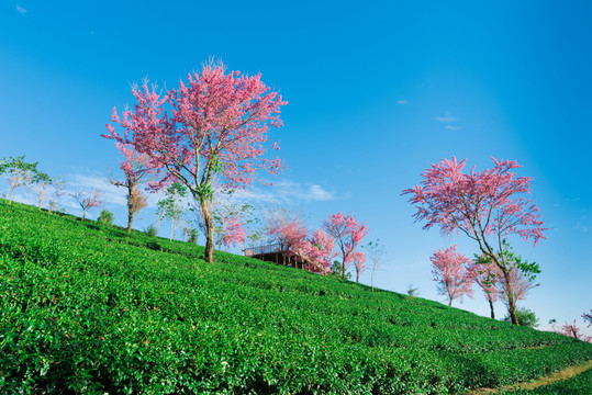 無量山櫻花谷